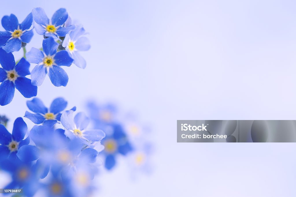 Forget Me Not Horizontal Forget me not flowers with a lot of copy space Forget-Me-Not Stock Photo