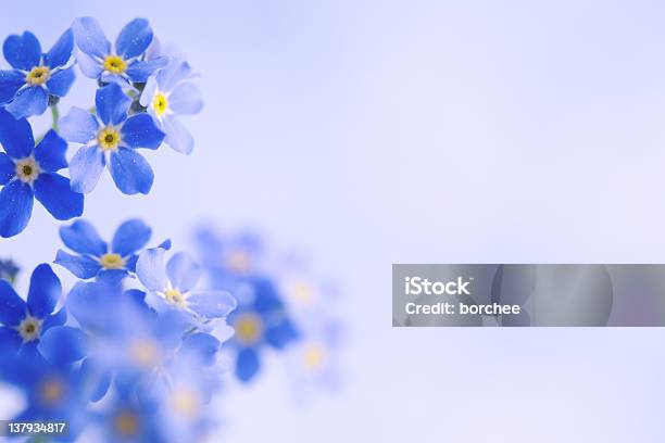 Forget Me Not Horizontal Stock Photo - Download Image Now - Forget-Me-Not, Flower, Backgrounds