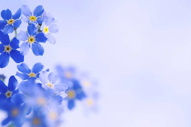 Forget me not flowers with a lot of copy space