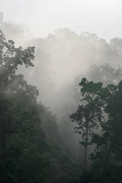istock Western Ghat Kerala Cloud Forest 1379350376