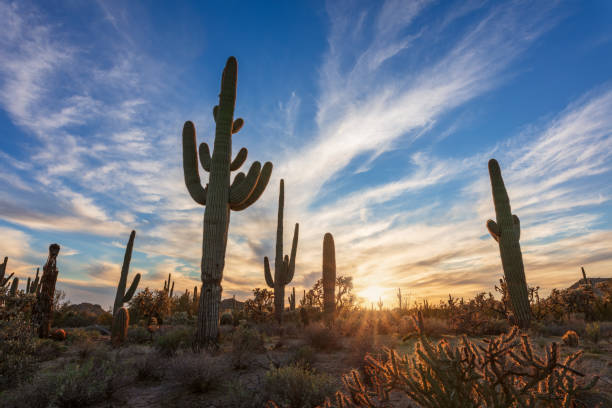 istock Arizona desert landscape with Saguaro cactus 1379350896