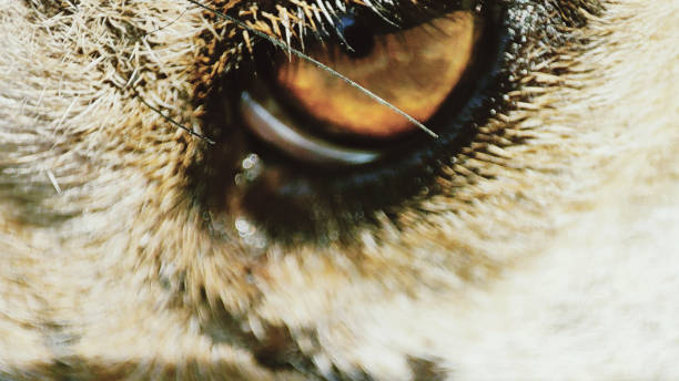 istock dog eyes close up image close micro image dog eye 1379350901