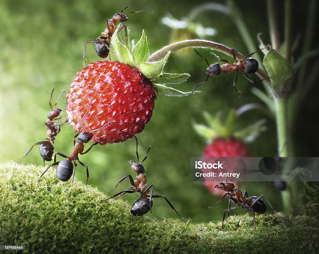 team di ants scegliere Fragola di bosco - Foto stock royalty-free di Formica