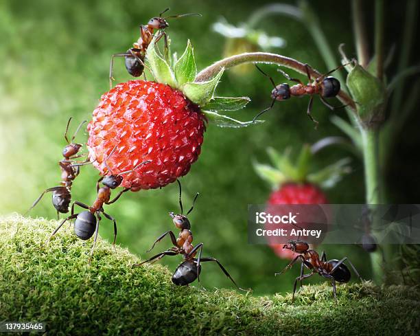 Team Di Ants Scegliere Fragola Di Bosco - Fotografie stock e altre immagini di Formica - Formica, Soggetti con animali, Lavoro di squadra