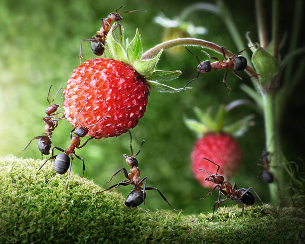 team of ants picking wild strawberry team of ants gathering wild strawberry, teamwork edible ants stock pictures, royalty-free photos & images