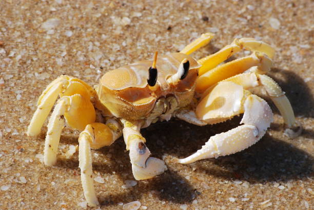 istock Ghost Crab On beach in Kerala 1379370720