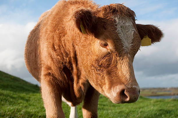 istock Portrait of a calf 137937119
