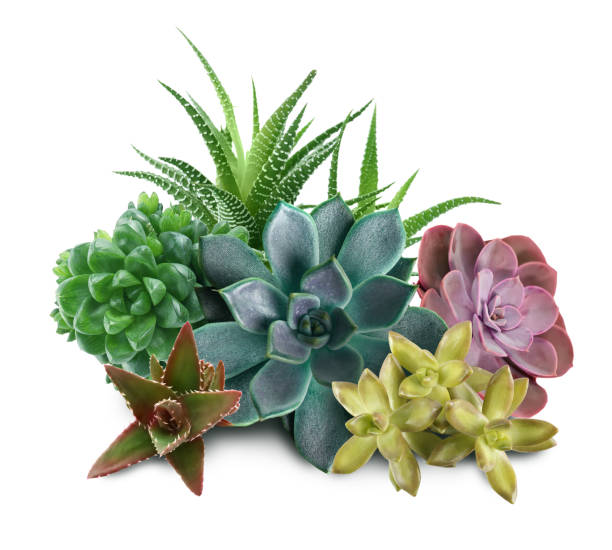 istock Collection of different beautiful succulents on white background 1379372824