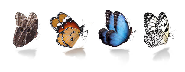 白い背景に異なる美しい蝶のセット。バナーデザイン - butterfly monarch butterfly isolated flying ストックフォトと画像