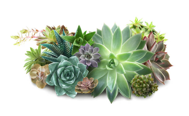 istock Collection of different beautiful succulents on white background 1379372833
