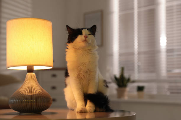 istock Cute cat sitting on table near lamp at home 1379373353