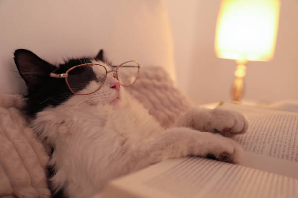 istock Cute cat with glasses and book sleeping on bed at home, closeup 1379373359