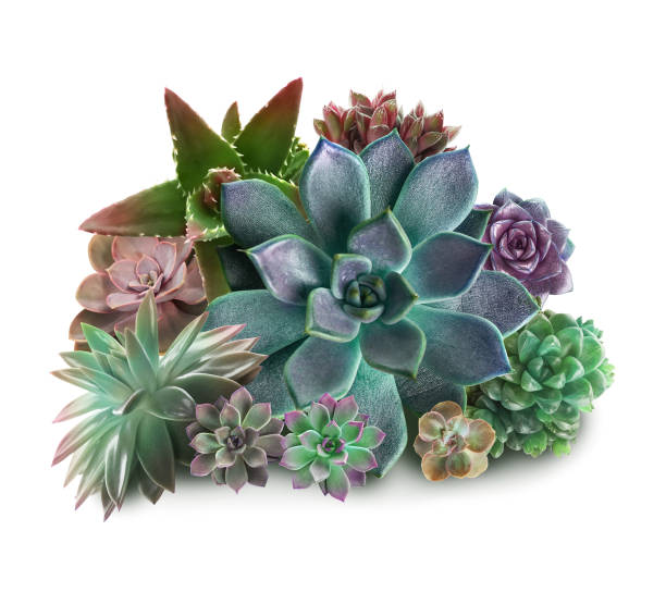 istock Collection of different beautiful succulents on white background 1379373368