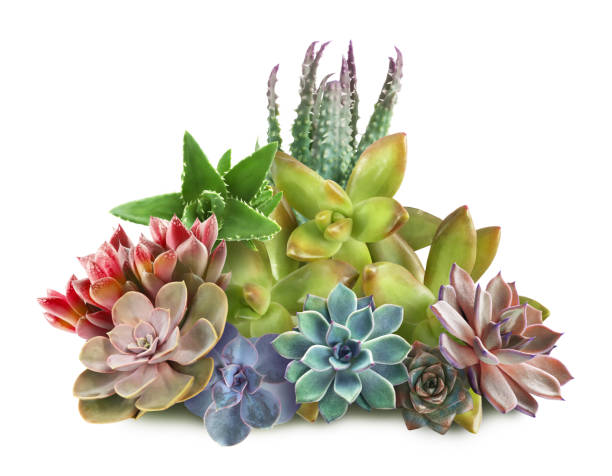 istock Collection of different beautiful succulents on white background 1379373369