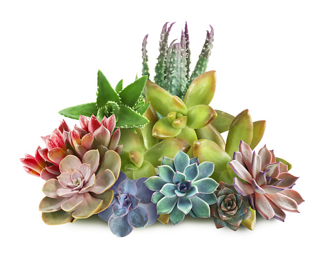 Collection of different beautiful succulents on white background