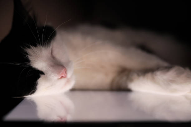 Cute cat sleeping on tablet at home, closeup
