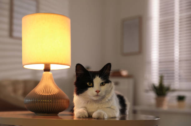 istock Cute cat lying on table near lamp at home 1379373880