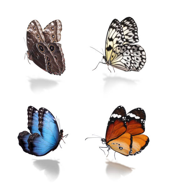istock Set of different beautiful butterflies on white background 1379374416