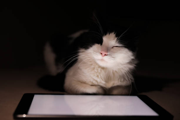 istock Cute cat sleeping near tablet on couch at home 1379374423