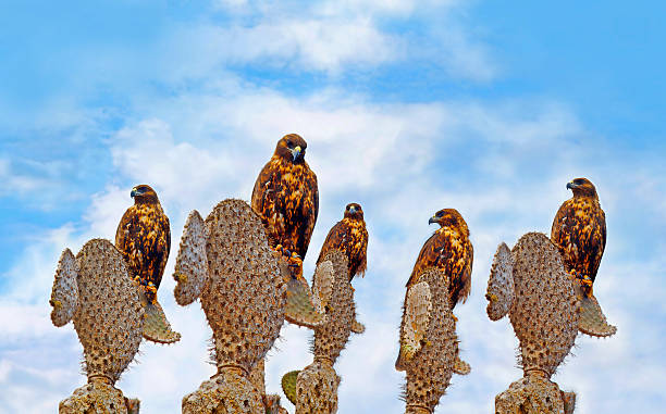 Galapagos Hawks on Santa Fe A group of Galapagos Hawks on cacti,  Santa Fe galapagos hawk stock pictures, royalty-free photos & images