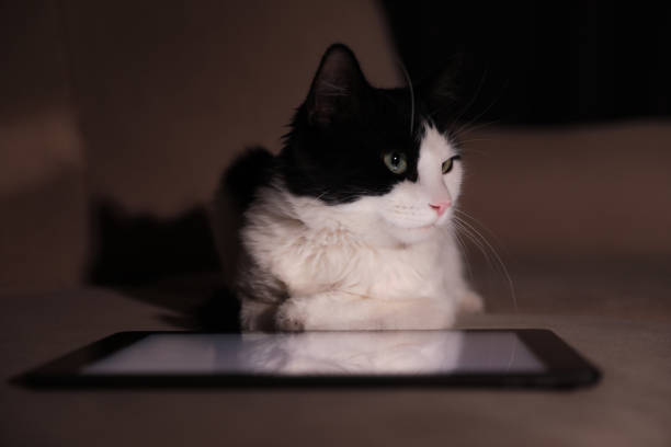 istock Cute cat near tablet on couch at home 1379375463