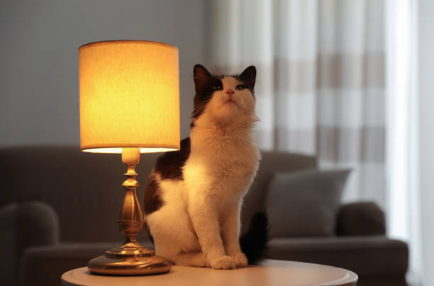 istock Cute cat sitting on table near lamp at home 1379375465