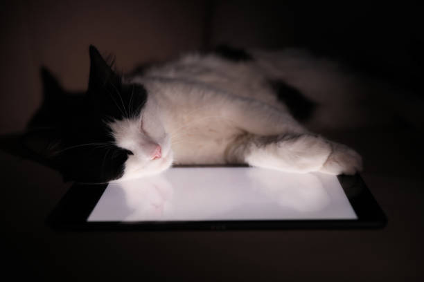 istock Cute cat sleeping on tablet at home 1379375467