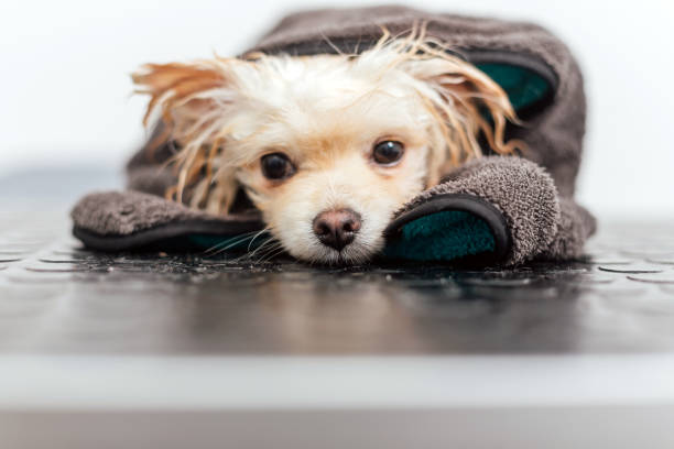 istock Pomeranian spitz in towel after bathing isolated on cyan background 1379377077