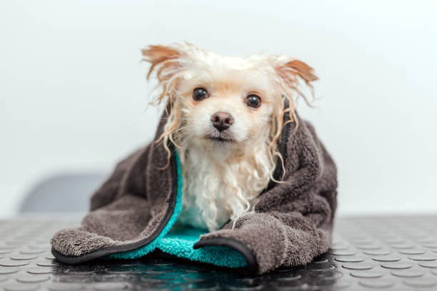 istock Pomeranian spitz in towel after bathing isolated on cyan background 1379377084