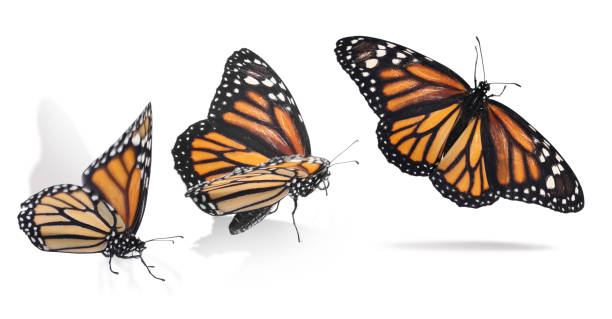 istock Collage with monarch butterfly flying up on white background. Banner design 1379377088