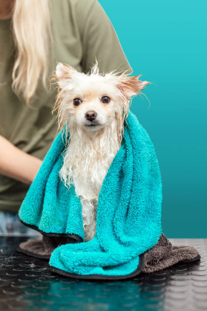 istock Pomeranian spitz in towel after bathing isolated on cyan background 1379377849