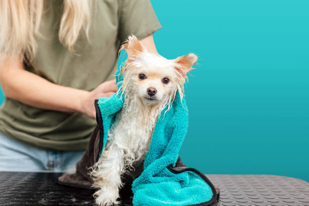 Pomeranian spitz in towel after bathing isolated on cyan background Little pomeranian spitz dog wrapped in towel on cyan background pet grooming salon stock pictures, royalty-free photos & images