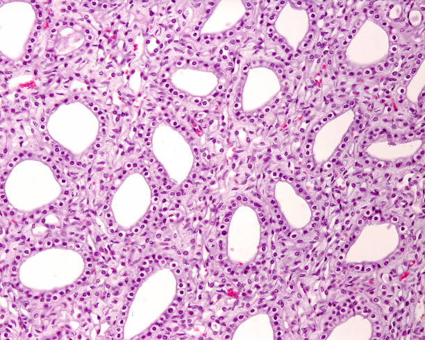 istock Kidney medulla. Papillary ducts 1379380291