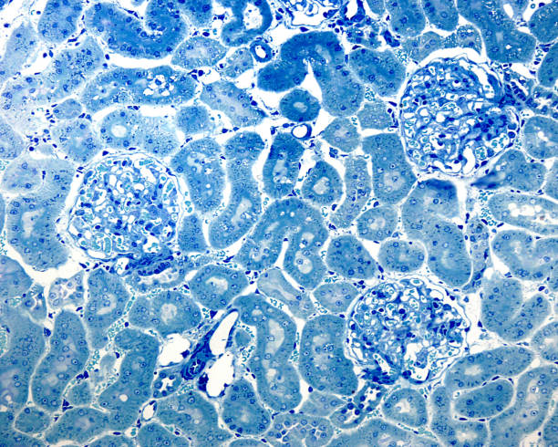 Kidney cortex. 0"u20195 µm thick section Renal cortex. 0.5 µm thick section of material embedded in plastic, stained with toluidine blue. Three kidney renal corpuscles are observed, separated by proximal and distal convoluted tubules, sectioned in different planes. In the two superior renal corpuscles, the sectional plane affected the macula densa of the juxtaglomerular apparatus. human tissue stock pictures, royalty-free photos & images