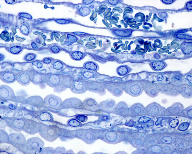 90+ Renal Medulla Photos Stock Photos, Pictures & RoyaltyFree Images