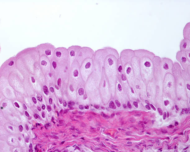 Urinary bladder. Epithelium In the urinary tract, from the renal pelvis to the urethra, there is a special type of epithelium: it is the transitional epithelium, also called urothelium because it is exclusive to this tract. It is an epithelium with a stratified appearance, with cells whose nuclei are arranged in several layers. However, it has been shown that superficial cells emit processes that reach the basal layer. The surface cells are large and often shaped like an inverted club or pear, as can be seen in the micrograph. Also typical is the domed, globular appearance of the luminal surface of epithelial cells. urothelium stock pictures, royalty-free photos & images