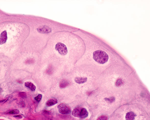 Urinary bladder. Epithelium High magnification micrograph of the surface of a transitional epithelium or urothelium. The most important physiological property of this epithelium is, without a doubt, its great impermeability, which prevents the urine collected with so much work by the kidney, from passing through the epithelium and returning back to the body. To do this, these cells have one of the most compact tight junction systems in the entire body. With the light microscope and at high magnifications, these junctions are reflected by a remarkable reinforcement of the intercellular boundaries that can be seen in this image. urothelium stock pictures, royalty-free photos & images