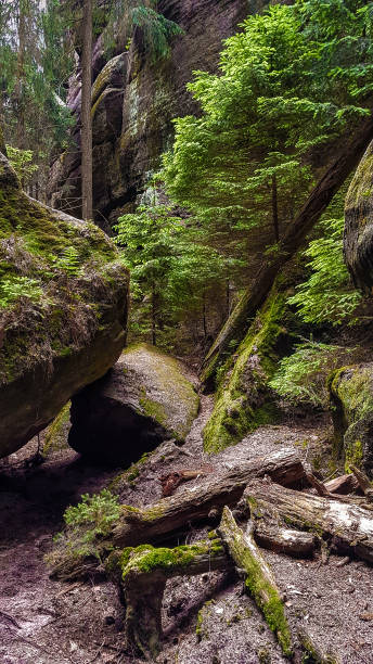 istock Core zone of a piece of forest, Saxony, Germany 1379382548