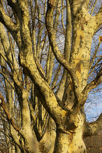 Sycamore’s trees in winter stock photo