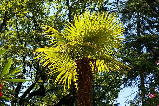 Sun palm tree stock photo
