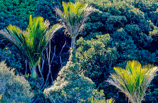 Rhopalostylis sapida, nÄ«kau MÄori: nÄ«kau or nikau is a palm tree endemic to New Zealand, and the only palm native to mainland New Zealand.