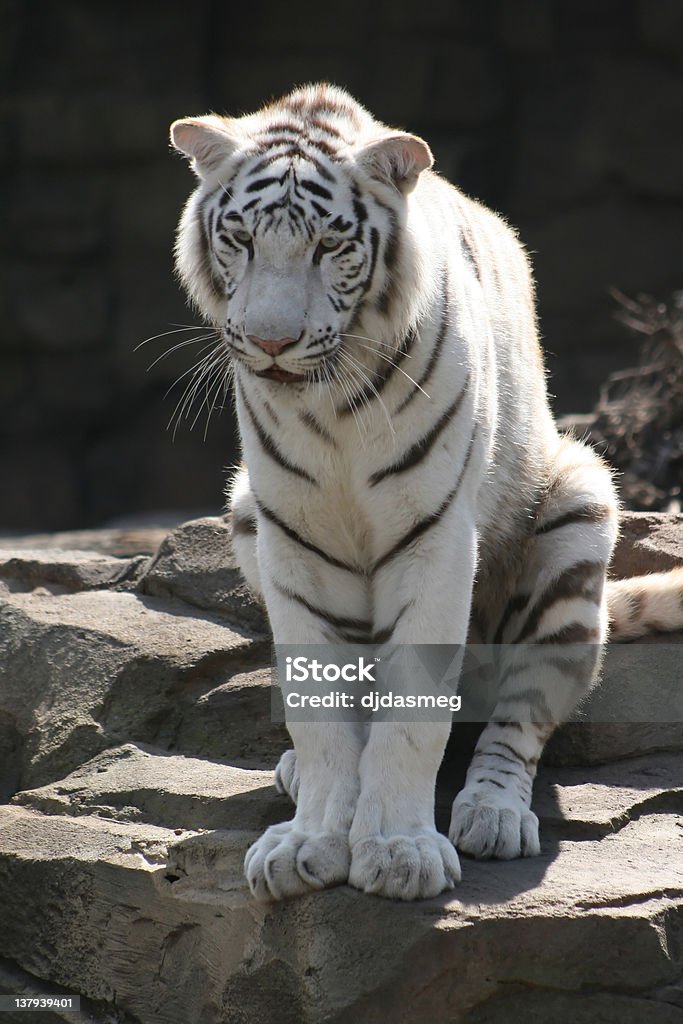 Tigre salon - Photo de Animaux de safari libre de droits