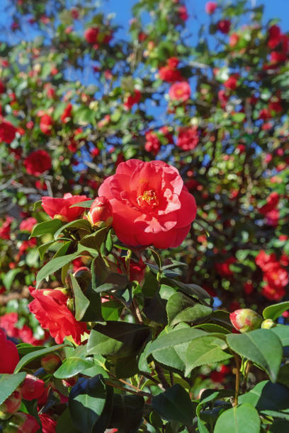 istock Spring flowers. Flowering Camellia bush in garden 1379398094