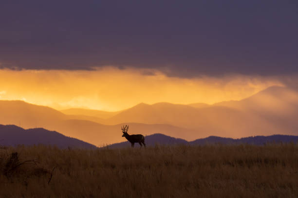 a mule deer buck at sunset in Colorado in autumn