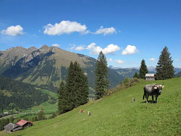 Cows grazing on a mountain-meadow.