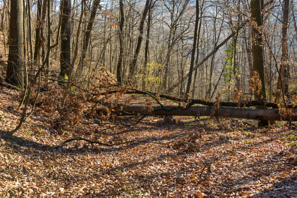 Fallen tree stump blocking the pathway in autumn. Broken tree in the autumn forest.
