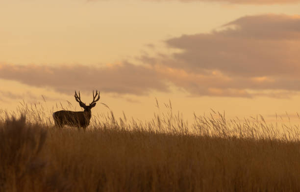 istock Mule Deer Buck in an Autumn Sunset 1379412348