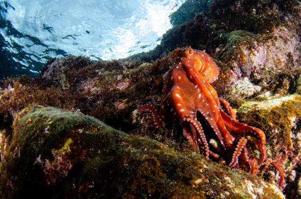 Octopus in Mediterranean sea stock photo
