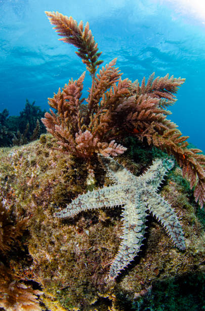 Starfish and seaweed stock photo