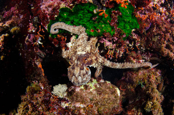 Octopus in Mediterranean sea stock photo